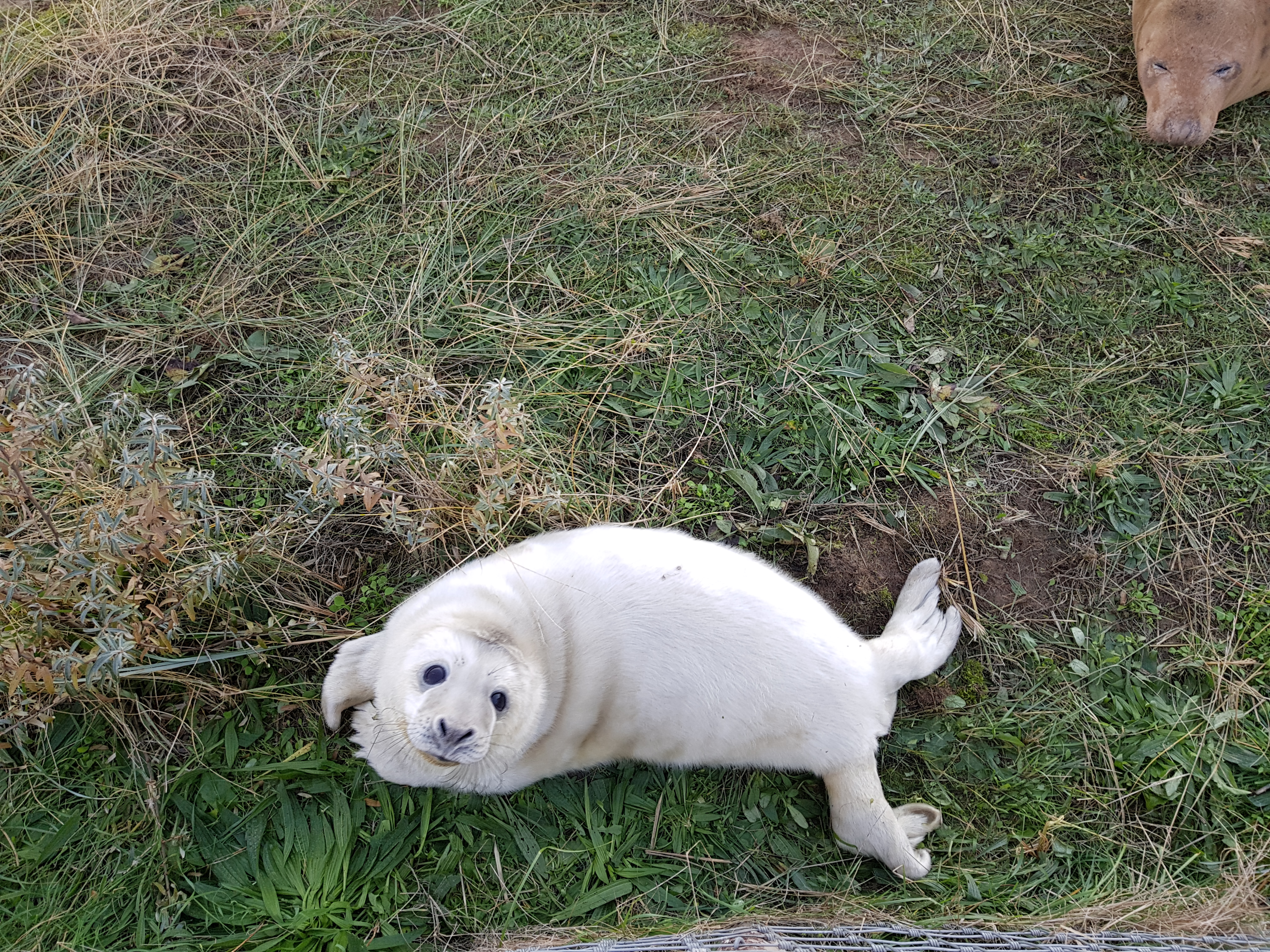 Get Up Close To Newborn Baby Seals At Donna Nook