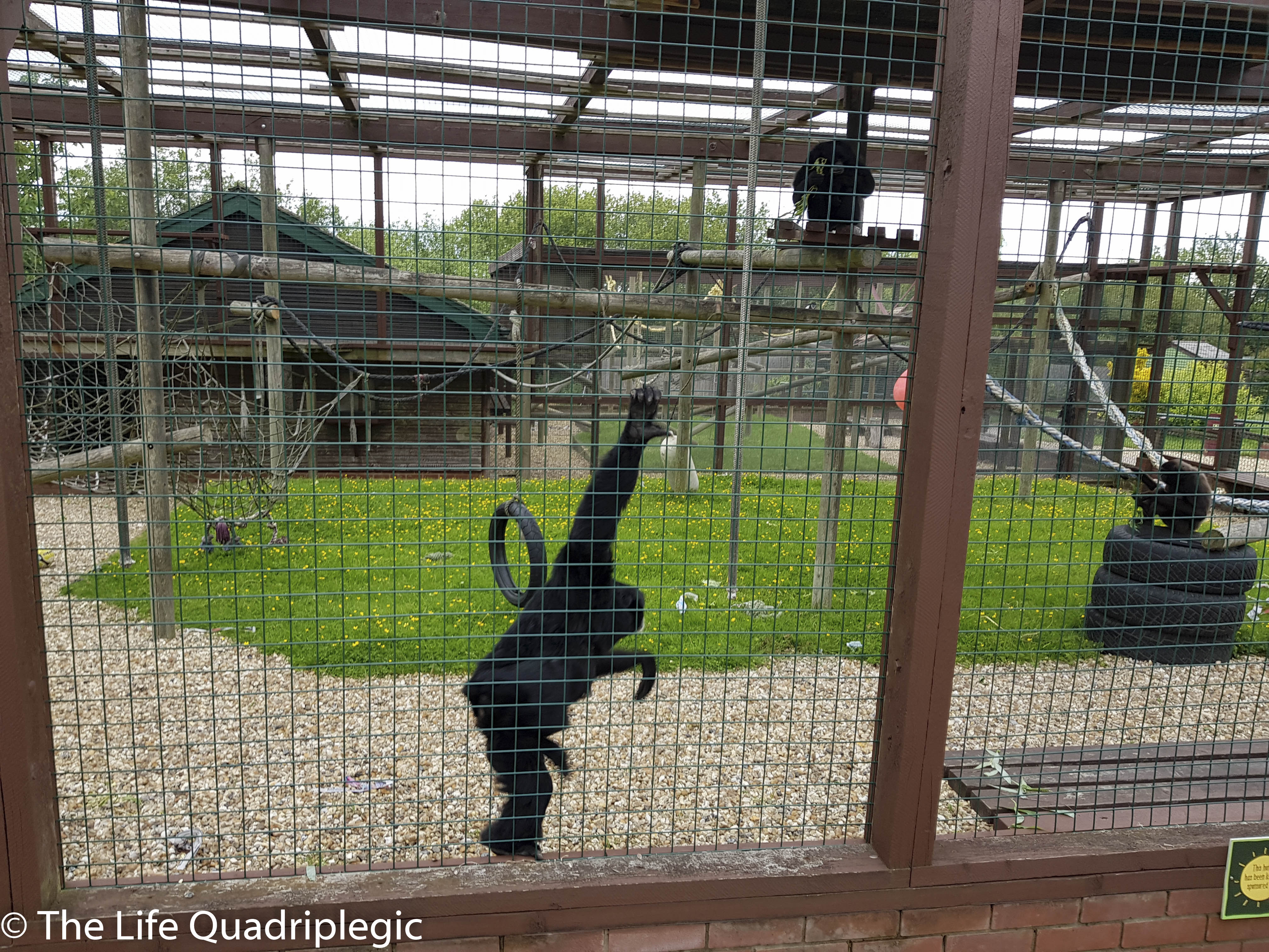 A black monkey hanging on a fence in its enclosure at a rescue center, with green grass and trees in the background.