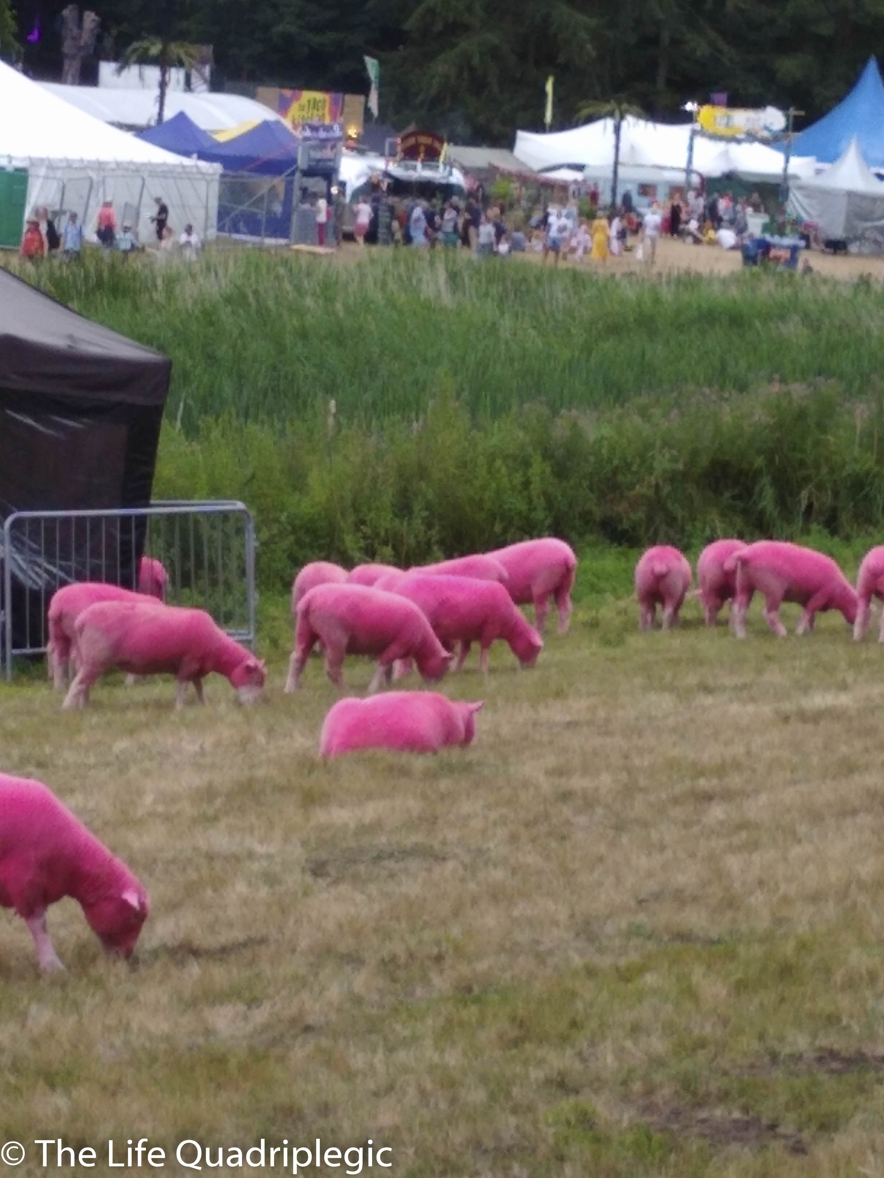 Pink sheep are eating grass in the foreground, with a number of tents in the background