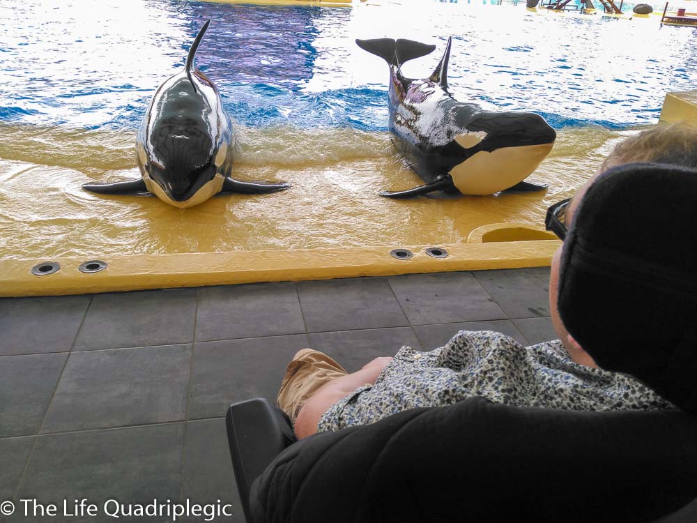 2 killer whales are laying on a concrete platform next to a large pool of water.