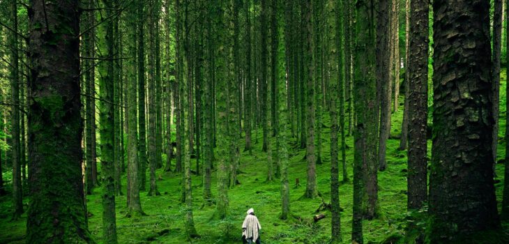 person walking between green forest trees
