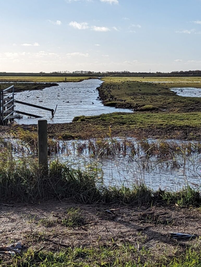 A scenic view of a waterway running through grassy wetlands, with ducks visible on the water and bright blue skies in the background.