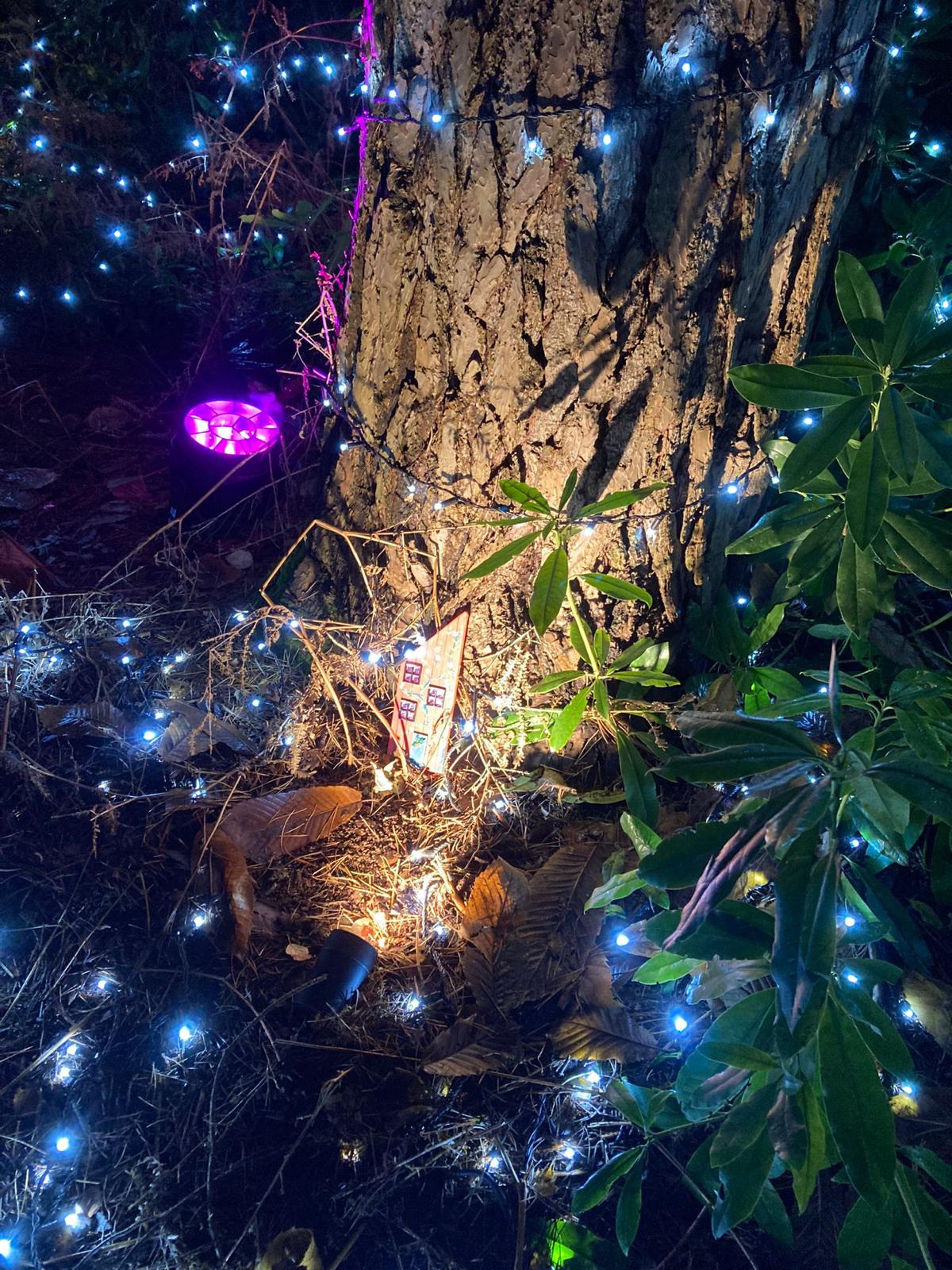 A close-up view of a tree trunk adorned with blue and pink Christmas lights, surrounded by fallen leaves and greenery on the forest floor.