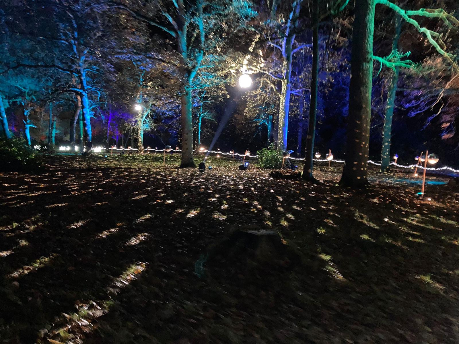 A serene nighttime view of a wooded area illuminated by colorful lights, casting shadows on the leaf-covered ground, creating a magical atmosphere.