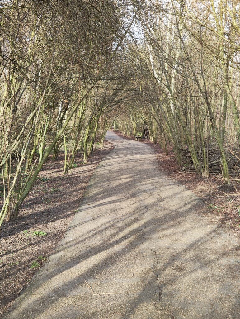 A tree-lined path winding through a nature park, surrounded by bare branches and shadows on the ground.