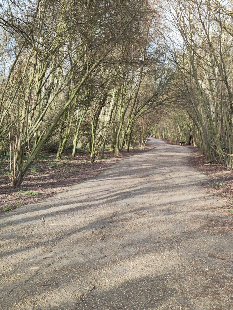 A winding path through a wooded area in Sir Joseph Banks Country Park, surrounded by bare trees.
