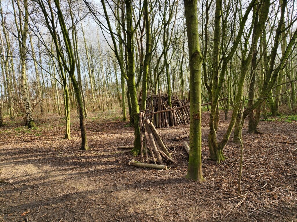 A peaceful woodland scene with tall trees and a structure made of sticks and branches in Joseph Banks Country Park.