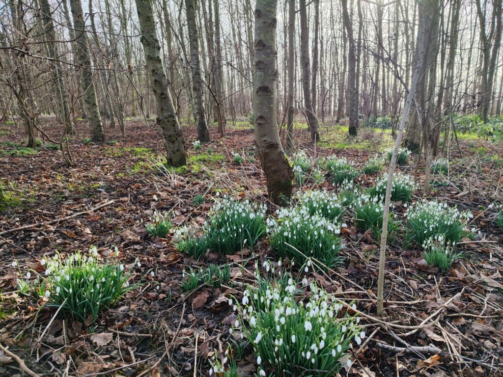 A tranquil forest scene featuring several snowdrop flowers in bloom among the underbrush, with tall trees and soft sunlight filtering through the branches.