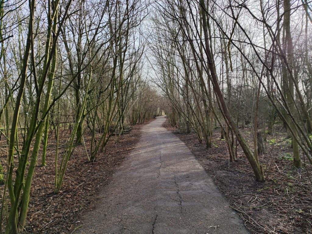 A winding pathway through a wooded area, lined with slender trees and sparse foliage, inviting visitors to explore the nature park.