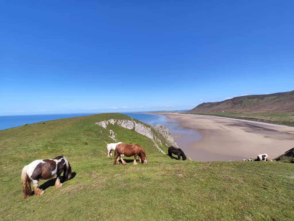 A scenic view of grazing ponies on lush green hills overlooking Rhosili Bay, with clear blue skies and the sandy beach stretching along the coastline.