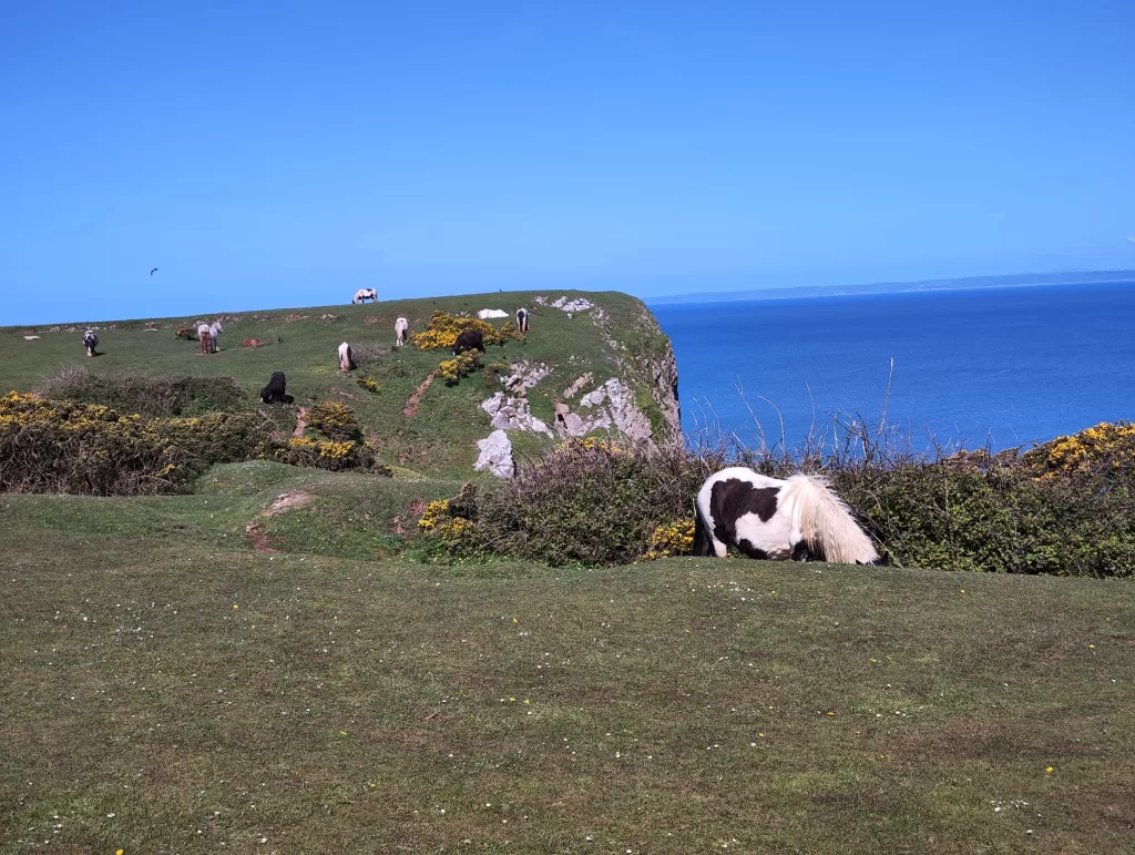 Ponies grazing on grassy cliffs with a blue sea in the background at Worms Head, Wales.