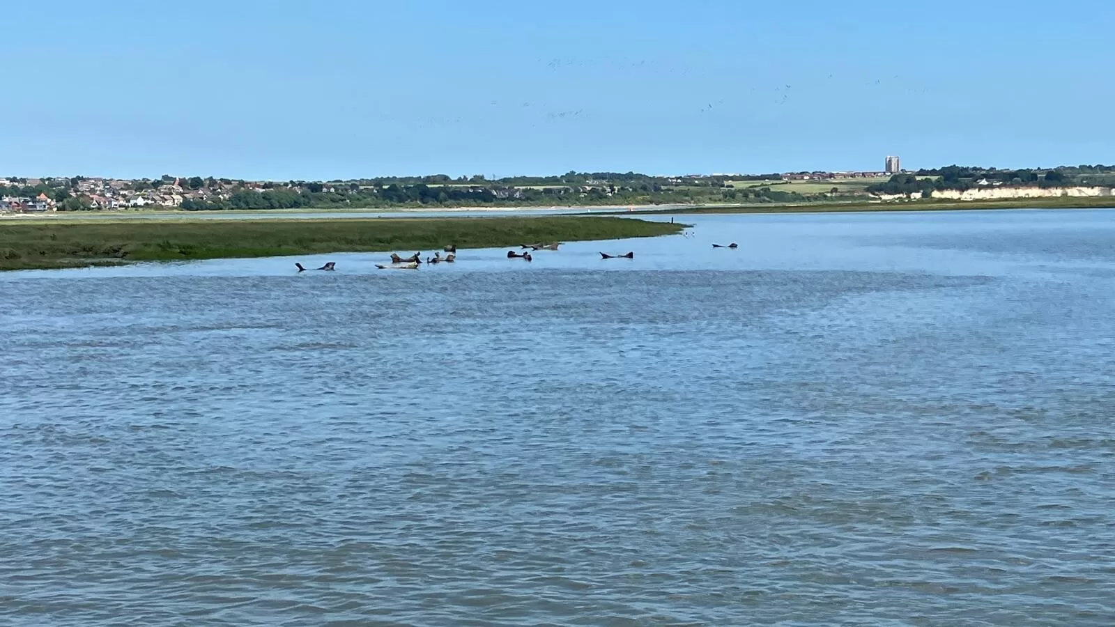 A group of seals lounging in the water near the Kent coast, with green landscape and blue sky in the background.