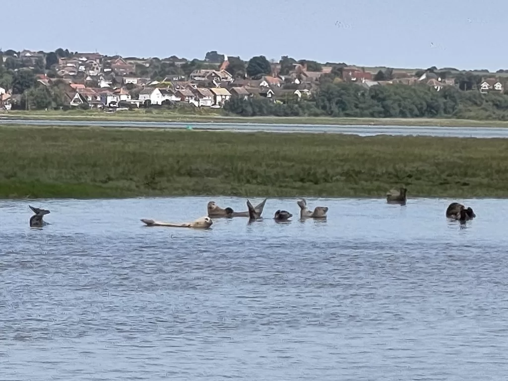 A group of seals lounging in the water near the Kent coast, with a background of green fields and houses.