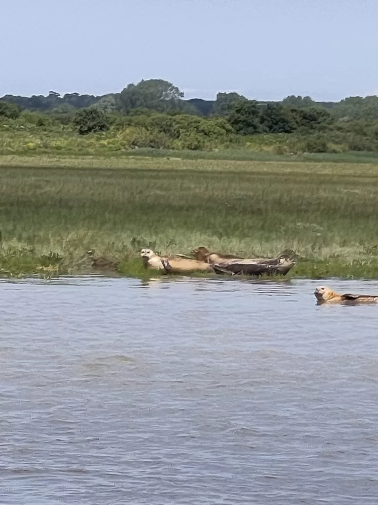 Several seals lounging in the water near the shore, surrounded by green vegetation under a clear sky.