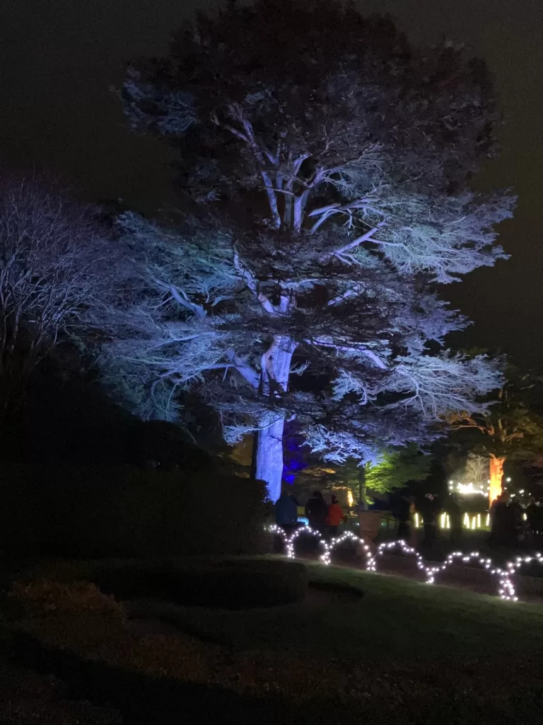 A large tree illuminated with blue lights, surrounded by dark foliage, with twinkling white lights in the foreground at a Christmas light trail.